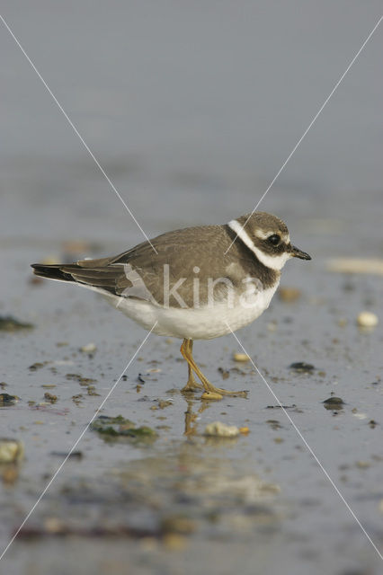 Bontbekplevier (Charadrius hiaticula)