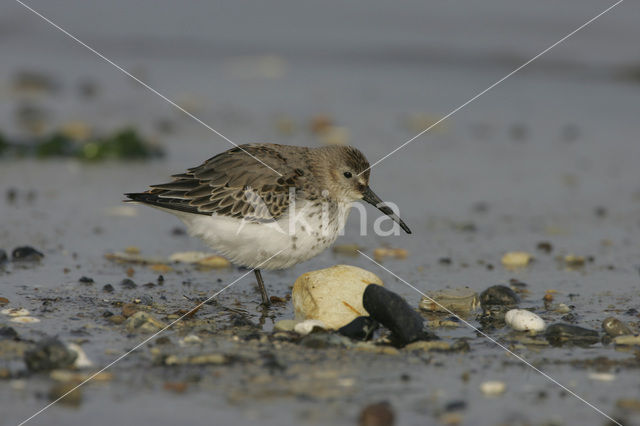 Bonte Strandloper (Calidris alpina)