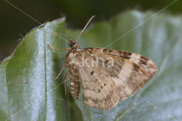 Bosbandspanner (Epirrhoe rivata)