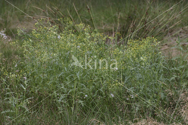 Boskruiskruid (Senecio sylvaticus)