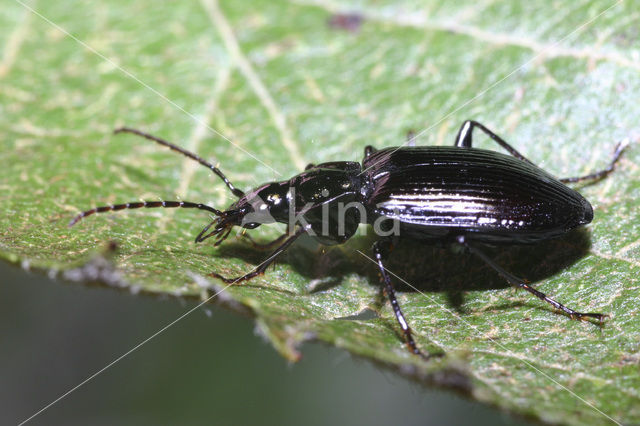 Bossnelloper (Limodromus assimilis)