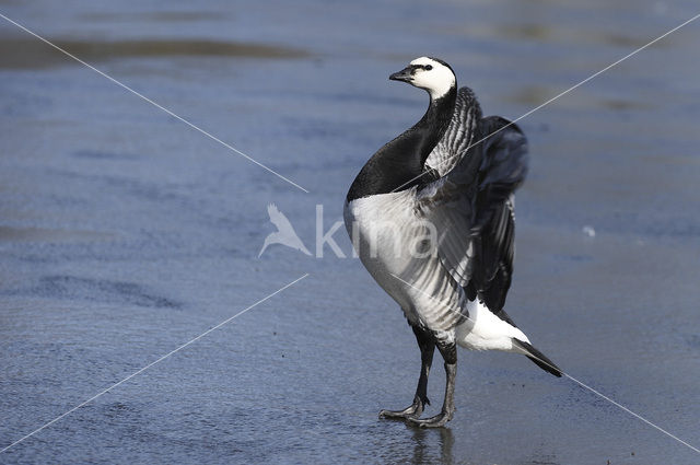 Brandgans (Branta leucopsis)