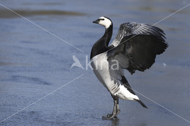 Brandgans (Branta leucopsis)