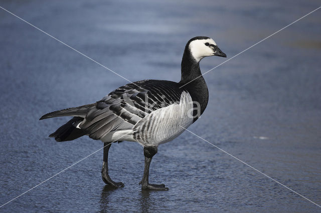 Brandgans (Branta leucopsis)