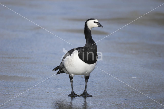 Brandgans (Branta leucopsis)