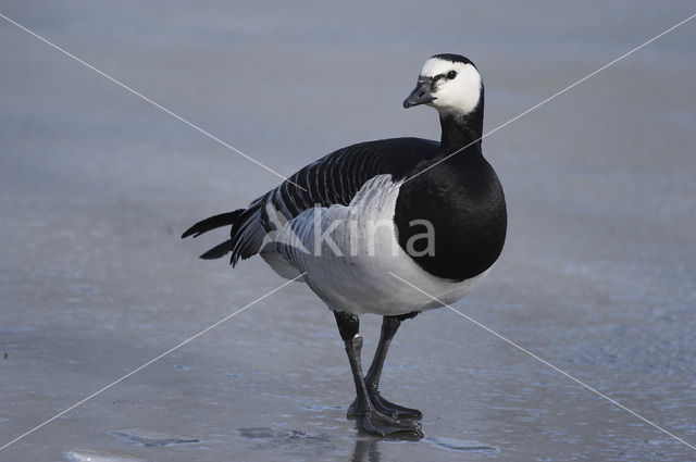 Brandgans (Branta leucopsis)