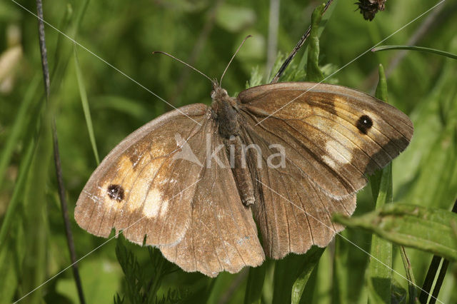 Bruin zandoogje (Maniola jurtina)