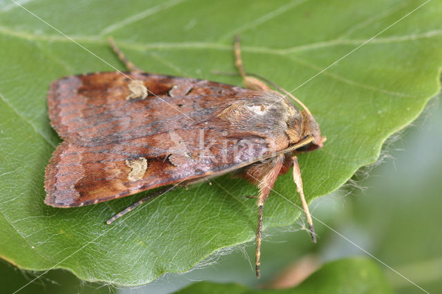 Bruine breedvleugeluil (Diarsia brunnea)