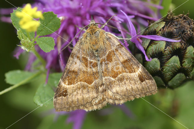 Bruine daguil (Euclidia glyphica)