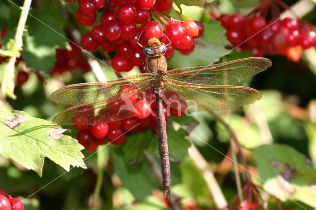 Bruine glazenmaker (Aeshna grandis)