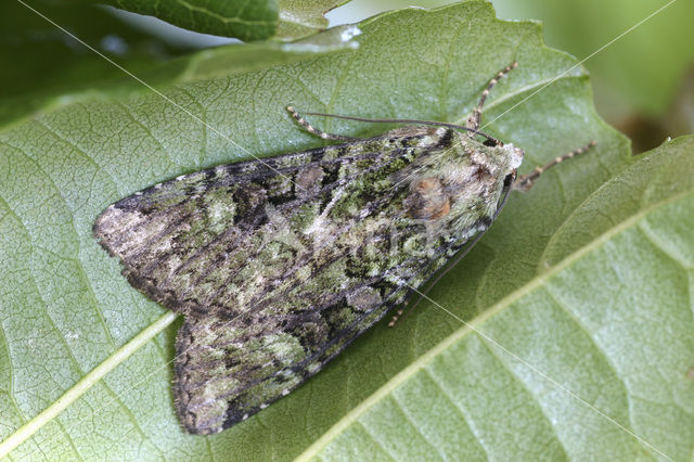 Bruine groenuil (Anaplectoides prasina)