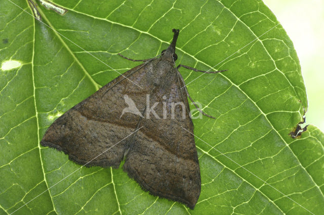 Bruine snuituil (Hypena proboscidalis)