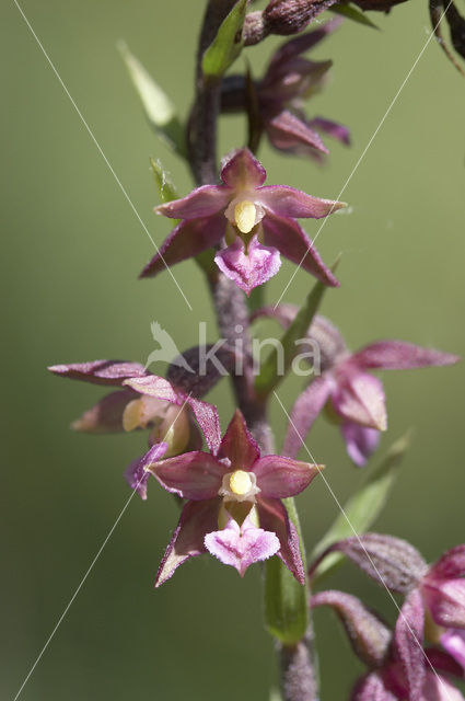 Bruinrode wespenorchis