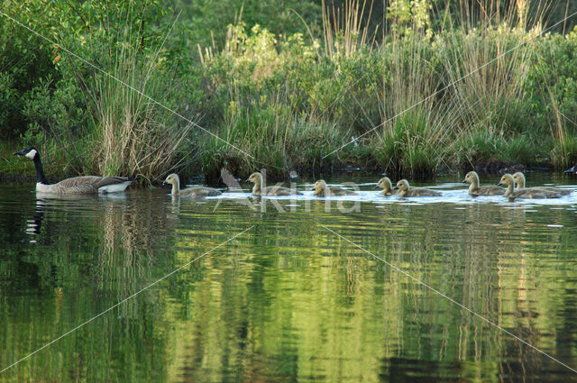 Canadese Gans (Branta canadensis)