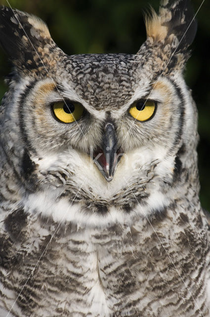 Canadese oehoe (Bubo virginianus occidentalis)