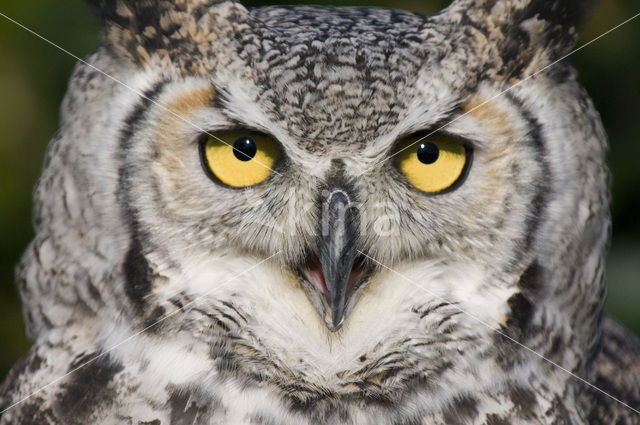 Canadese oehoe (Bubo virginianus occidentalis)