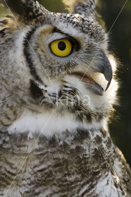 Canadese oehoe (Bubo virginianus occidentalis)