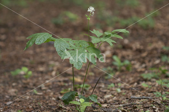 Christoffelkruid (Actaea spicata)