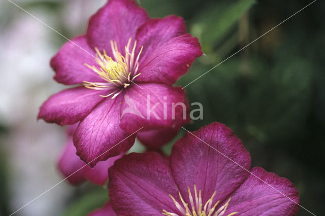 Clematis Rouge Cardinal