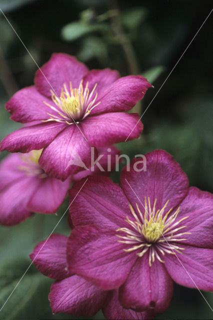 Clematis Rouge Cardinal