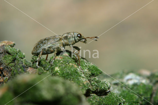 Clover root weevil (Sitona lepidus)