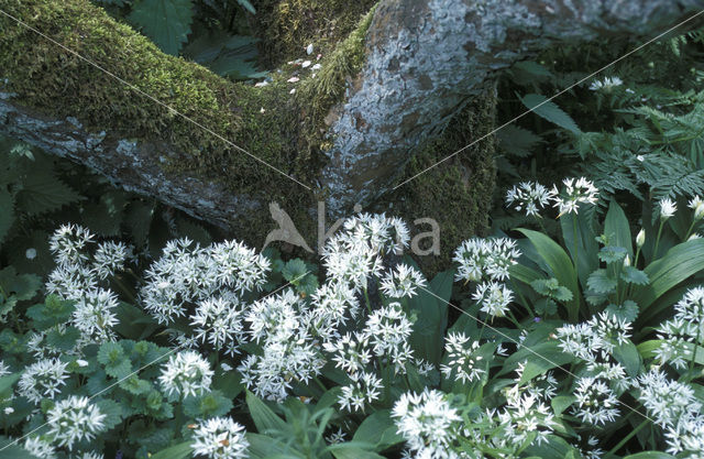 Daslook (Allium ursinum)