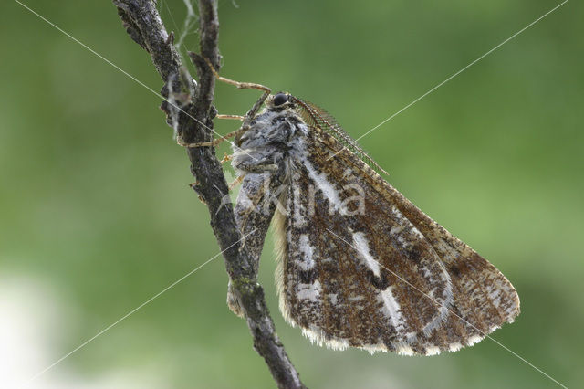 Dennenspanner (Bupalus piniaria)