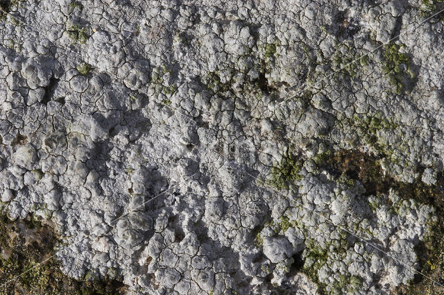 Dijkschotelkorst (Lecanora rupicola)