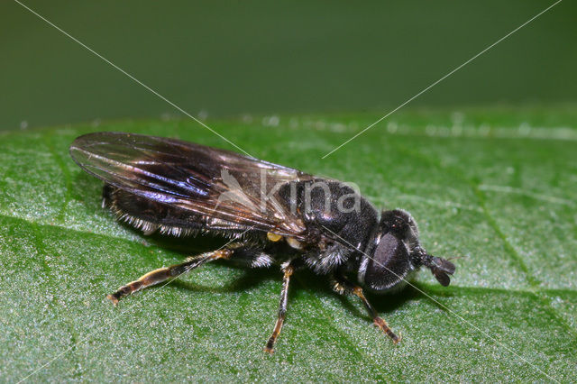 Donkere platbek (Pipiza lugubris)