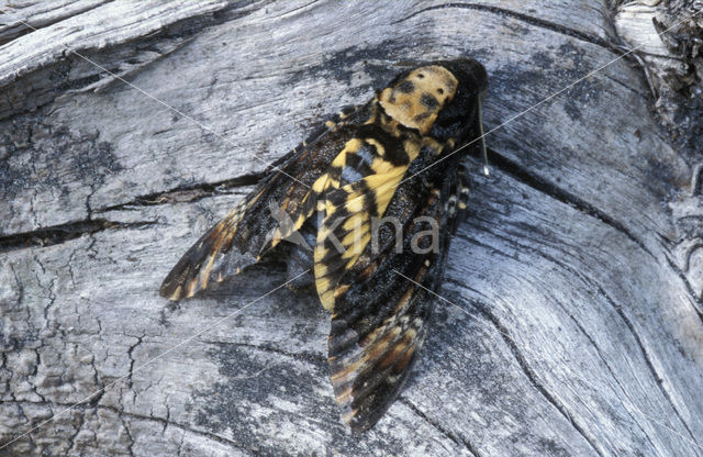 Doodshoofdvlinder (Acherontia atropos)