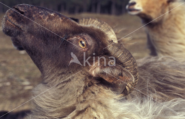 Drents heideschaap (Ovis domesticus)