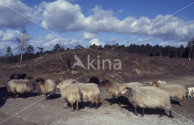 Drents heideschaap (Ovis domesticus)