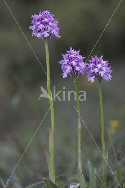 Drietandorchis (Neotinea tridentata)