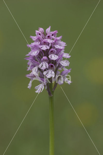 three-toothed orchid (Neotinea tridentata)