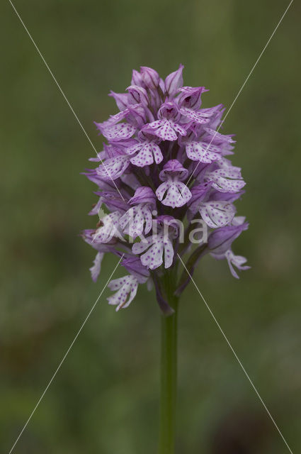 Drietandorchis (Neotinea tridentata)