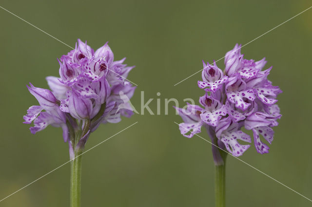 three-toothed orchid (Neotinea tridentata)