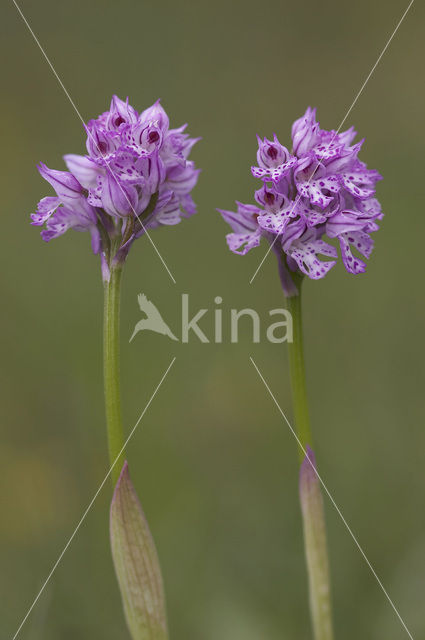 Drietandorchis (Neotinea tridentata)