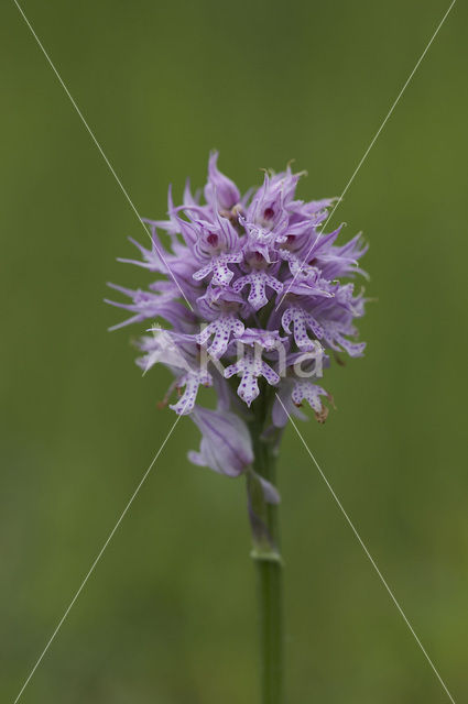 Drietandorchis (Neotinea tridentata)