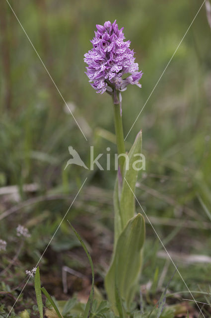 three-toothed orchid (Neotinea tridentata)