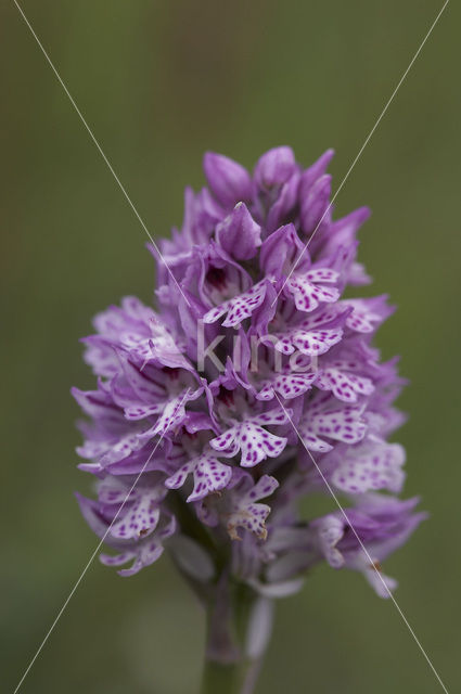 three-toothed orchid (Neotinea tridentata)