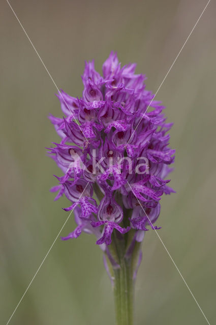 three-toothed orchid (Neotinea tridentata)