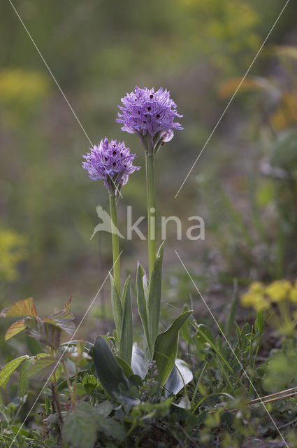 Drietandorchis (Neotinea tridentata)