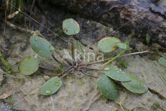 Drijvende waterweegbree (Luronium natans)