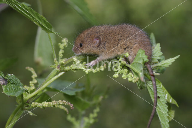 Dwergmuis (Micromys minutus)