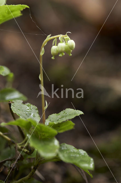 Eenzijdig wintergroen (Orthilia secunda)