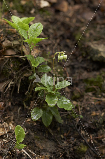 Eenzijdig wintergroen (Orthilia secunda)