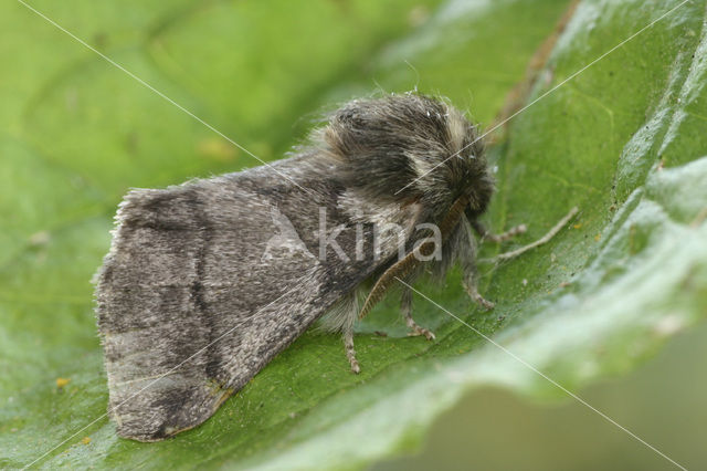 Eikenprocessierups (Thaumetopoea processionea)