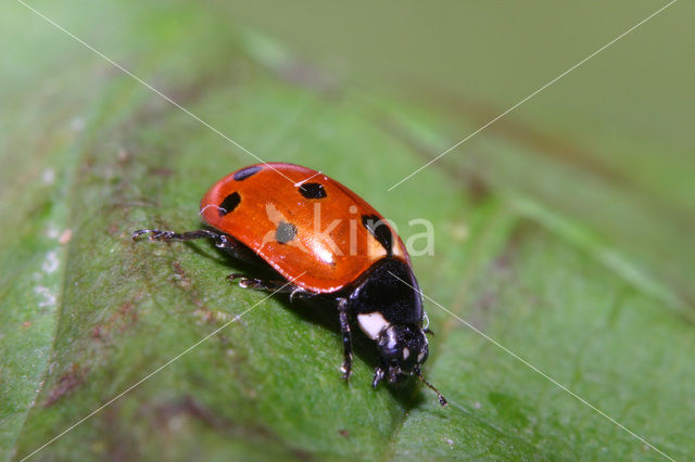 Elfstippelig lieveheersbeestje (Coccinella undecimpunctata