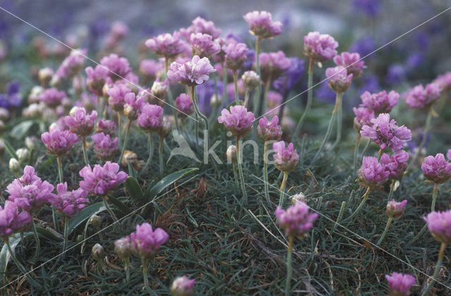 Engels gras (Armeria maritima)