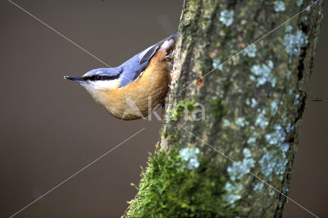 Europese Boomklever (Sitta europaea)